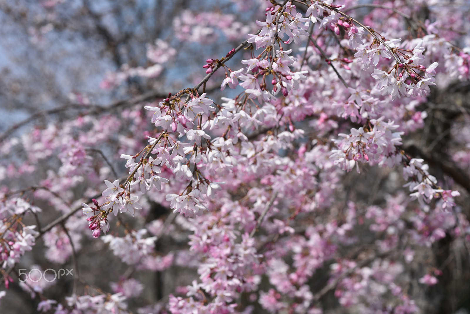 Nikon AF-S Nikkor 85mm F1.8G sample photo. Sakura photography