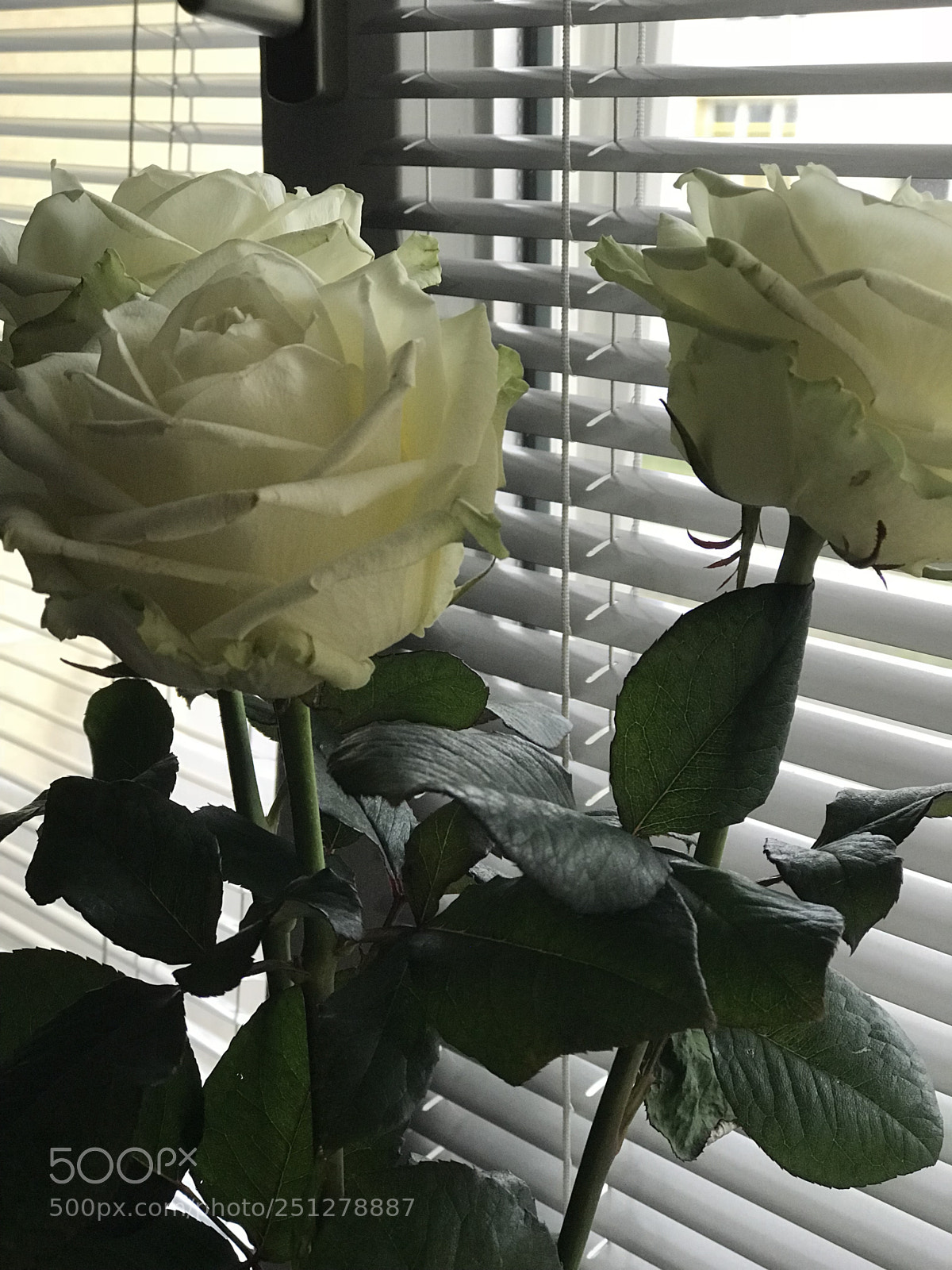 Apple iPhone 7 Plus sample photo. Untitled photography