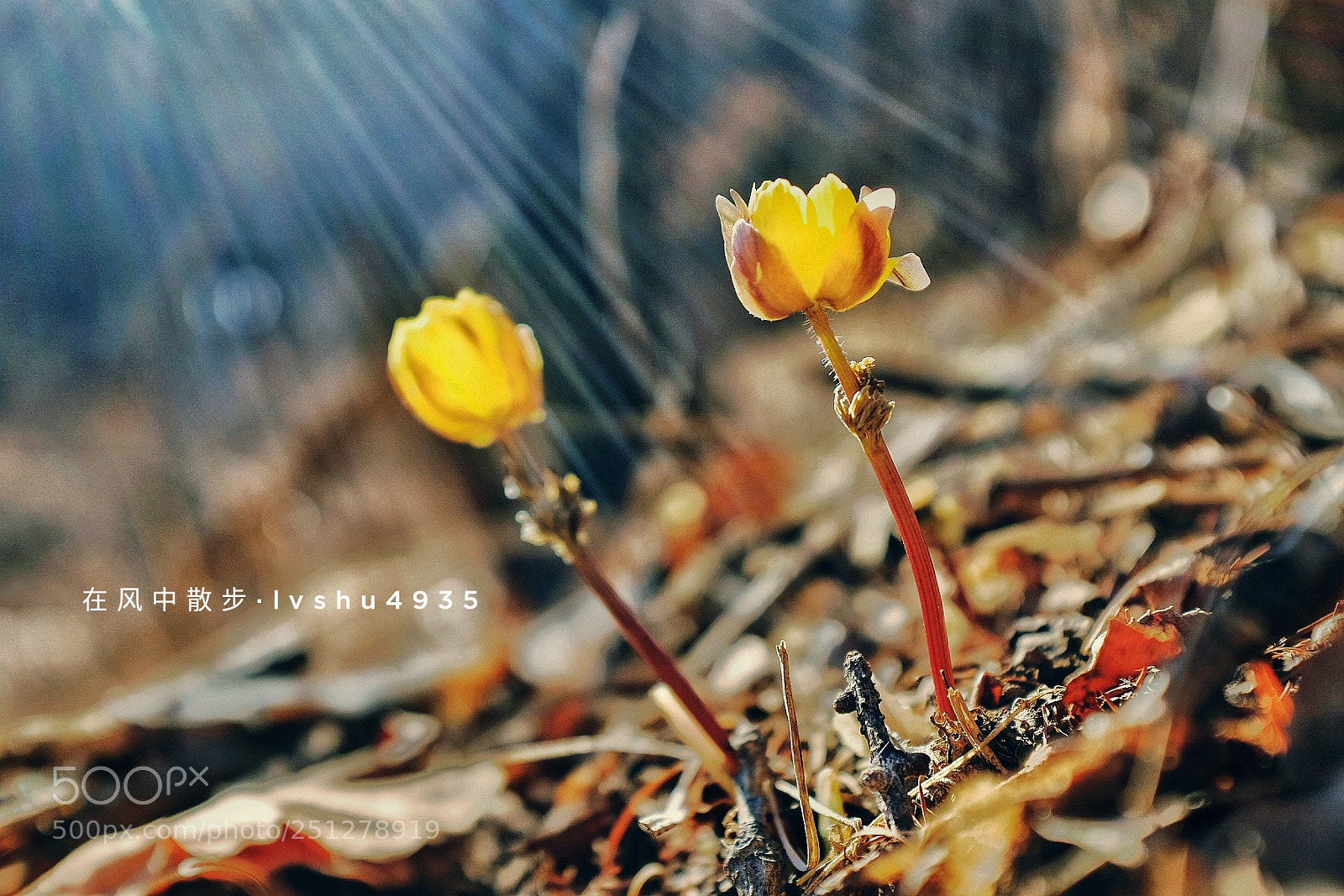 Fujifilm X100T sample photo. Untitled photography
