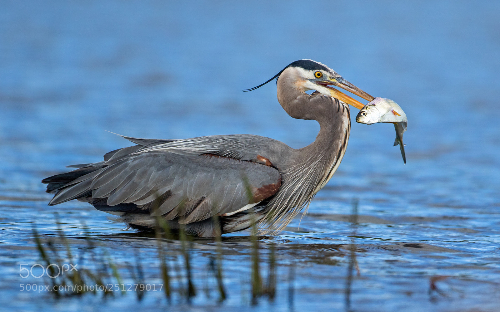 Canon EOS 7D Mark II sample photo. Fish on photography
