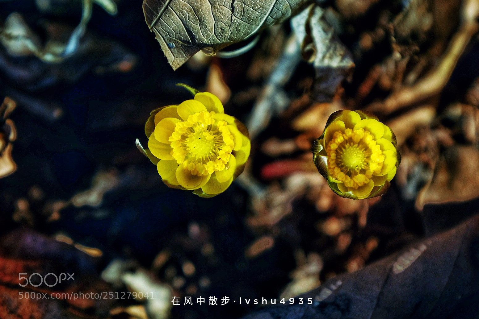 Fujifilm X100T sample photo. Untitled photography