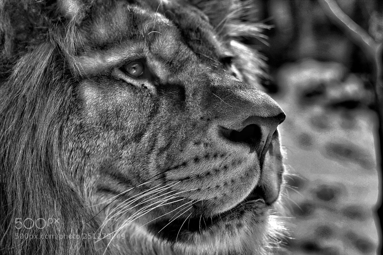 Canon EOS 1200D (EOS Rebel T5 / EOS Kiss X70 / EOS Hi) sample photo. Lion photography