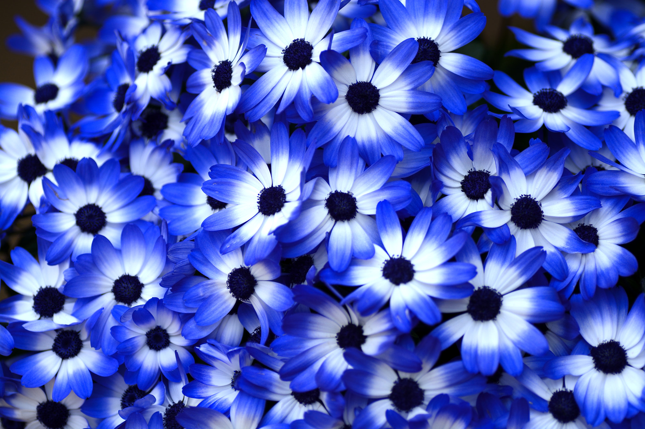 Nikon D7100 sample photo. Blue photography