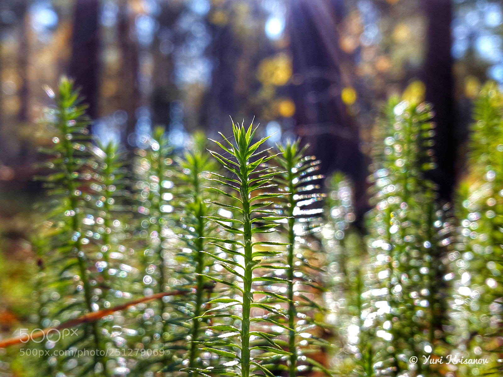 Samsung Galaxy Alpha sample photo. Autumn forest in the photography