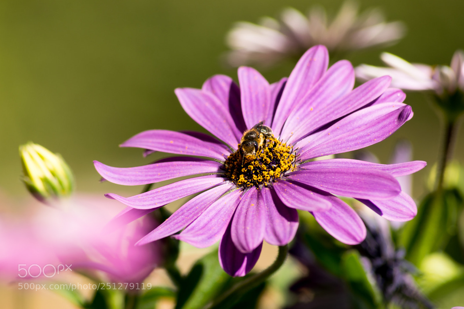 Nikon D3300 sample photo. Impolliniamoci photography