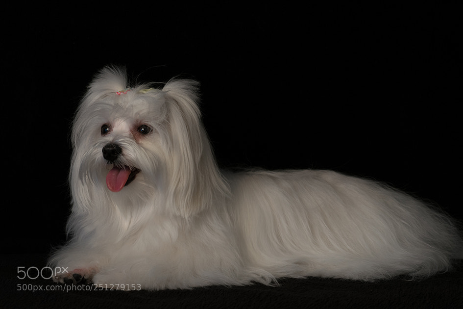 Nikon D5300 sample photo. Mila ii photography