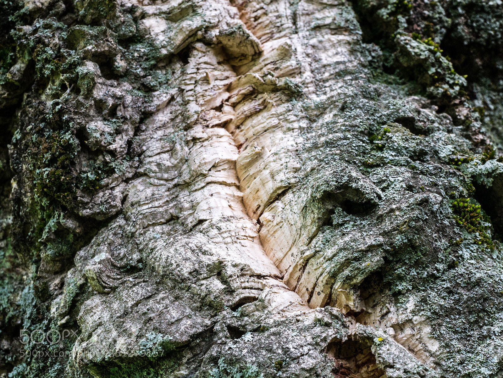Panasonic Lumix DMC-G85 (Lumix DMC-G80) sample photo. Cork photography