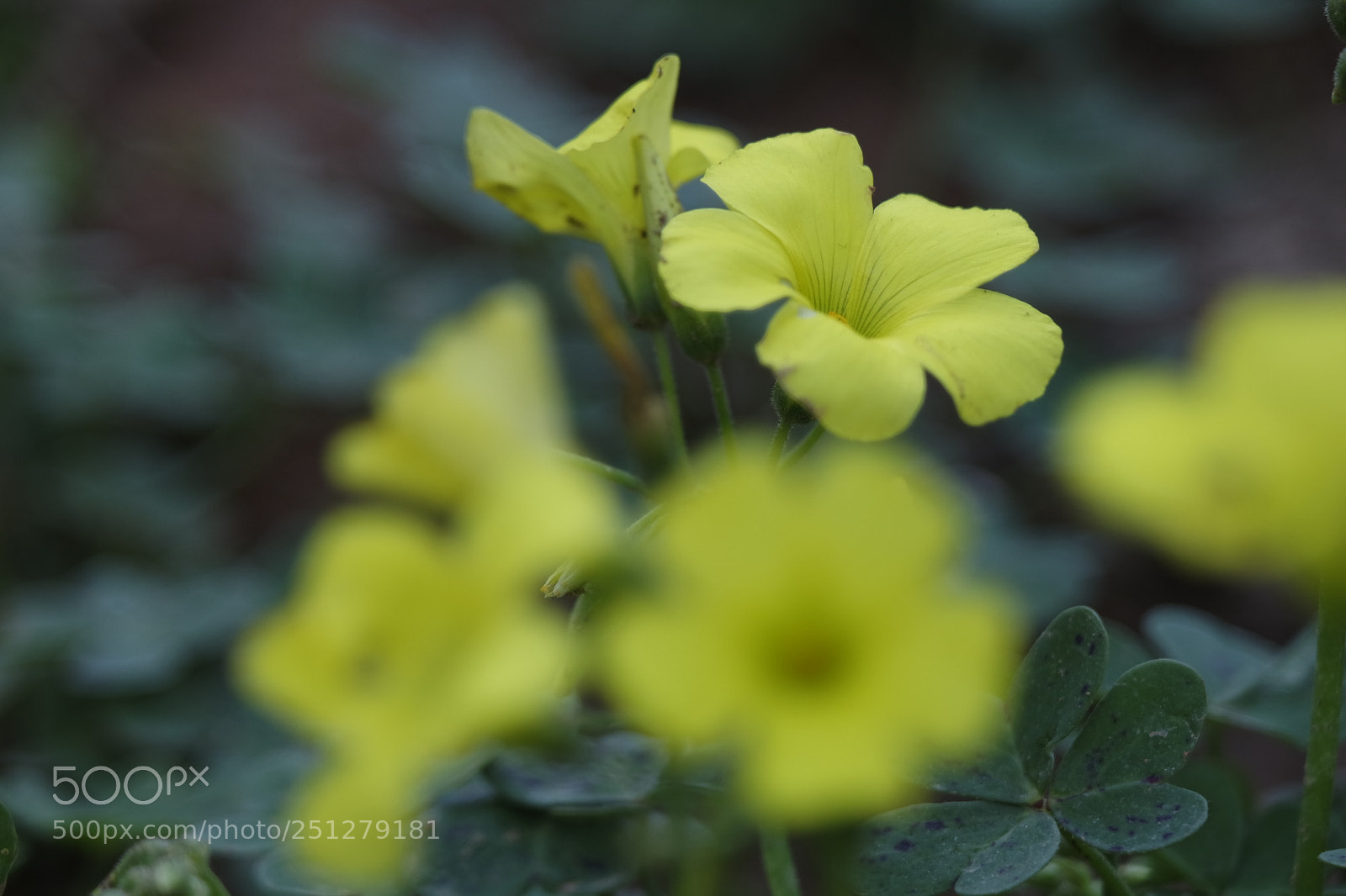 Samsung NX3000 sample photo. Samsung camera pictures photography
