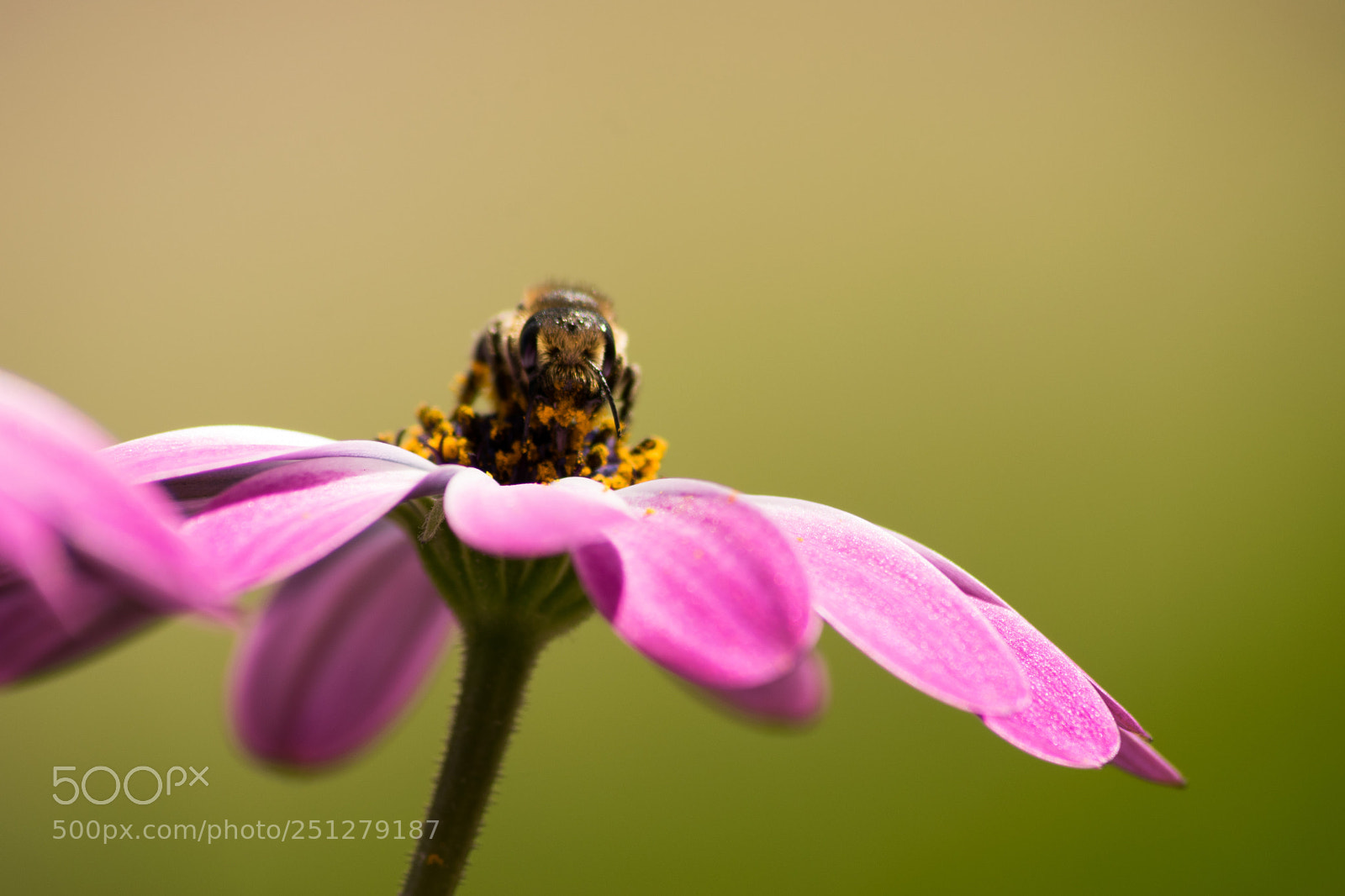 Nikon D3300 sample photo. Bee photography