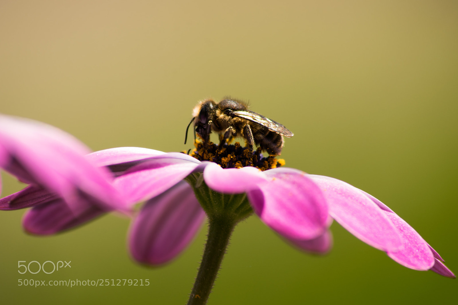 Nikon D3300 sample photo. Bee photography