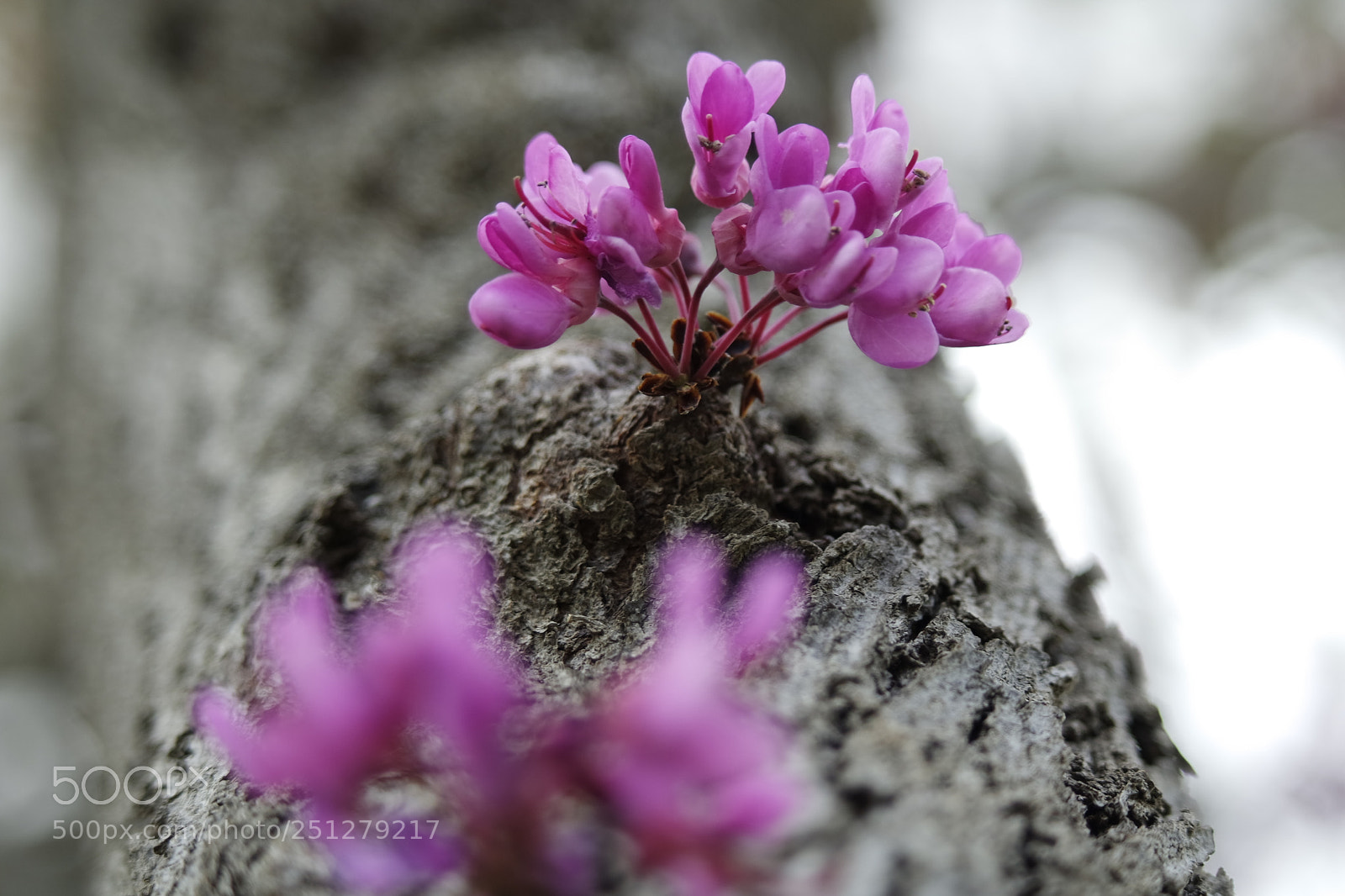 Samsung NX3000 sample photo. Samsung camera pictures photography