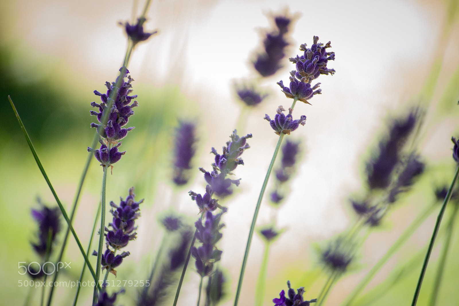 Nikon D3100 sample photo. Lavandula officinalis photography