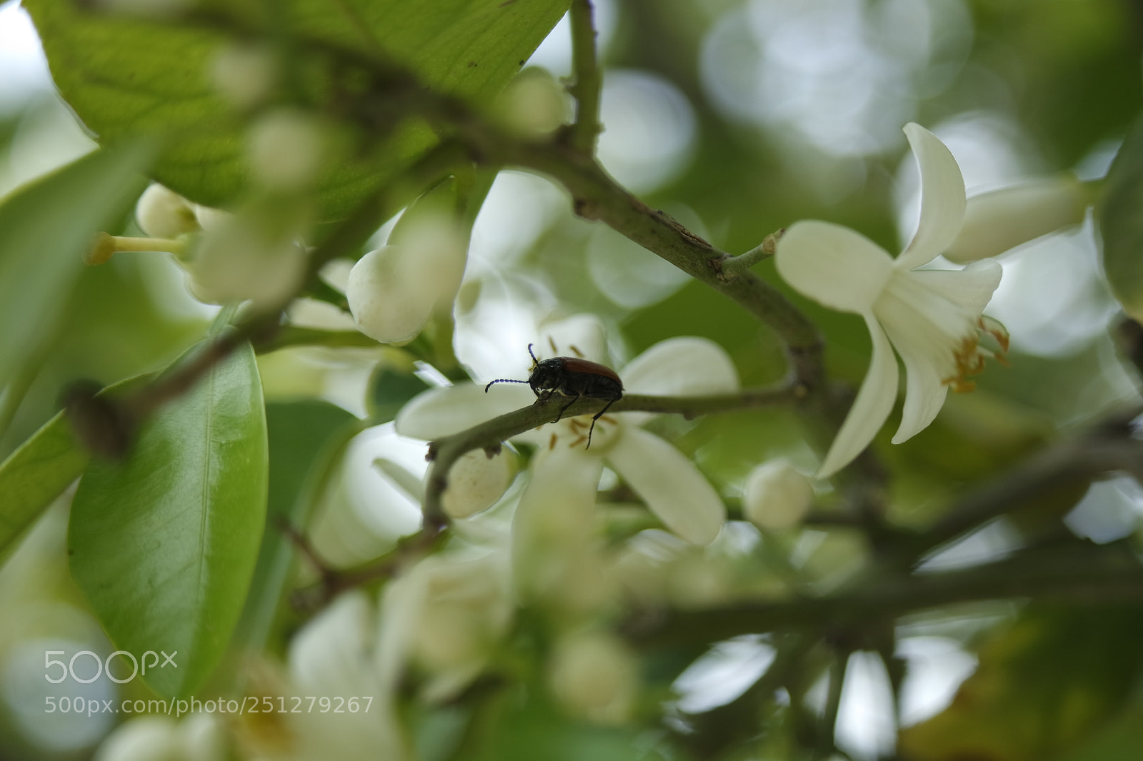 Samsung NX3000 sample photo. Samsung camera pictures photography