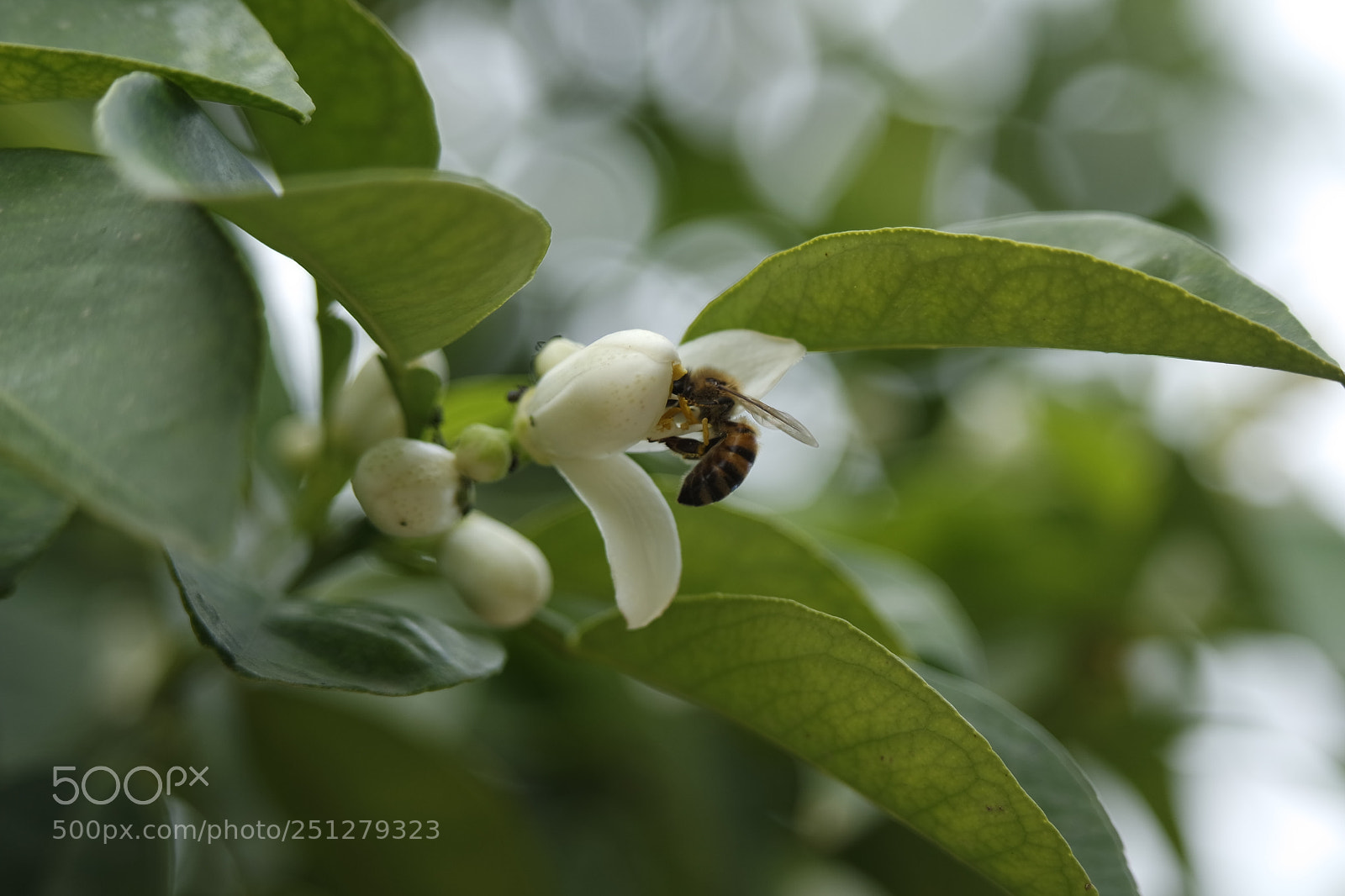 Samsung NX3000 sample photo. Samsung camera pictures photography