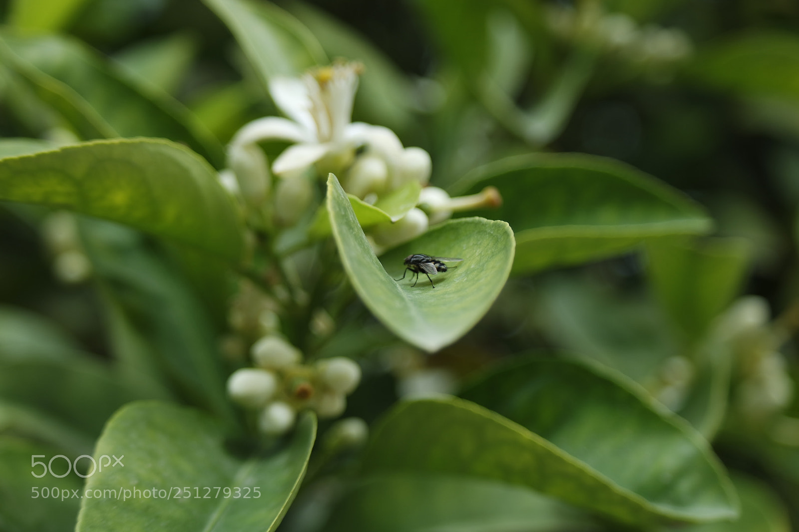 Samsung NX3000 sample photo. Samsung camera pictures photography