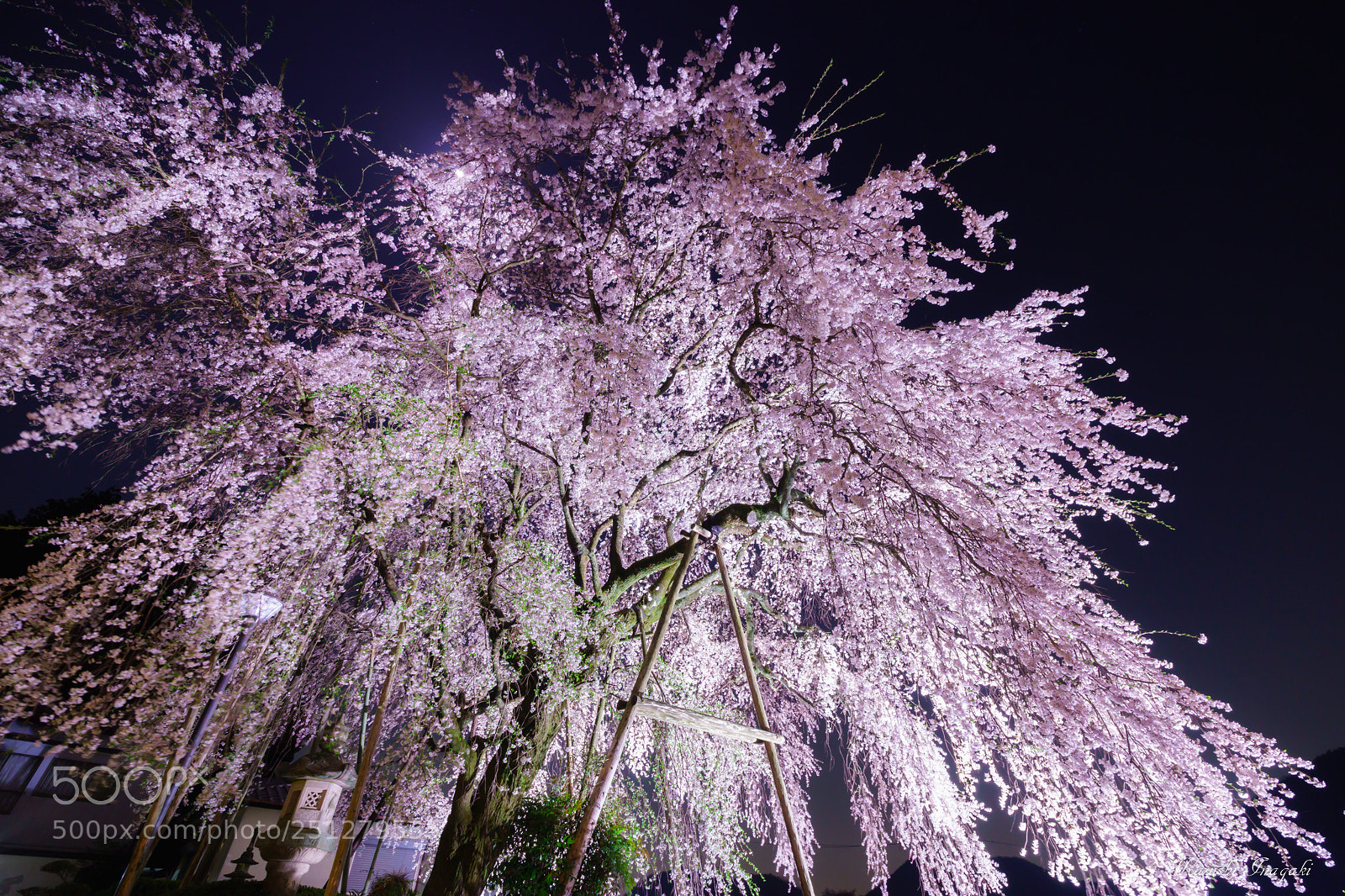 Sony SLT-A99V sample photo. Weeping cherry blossoms of photography