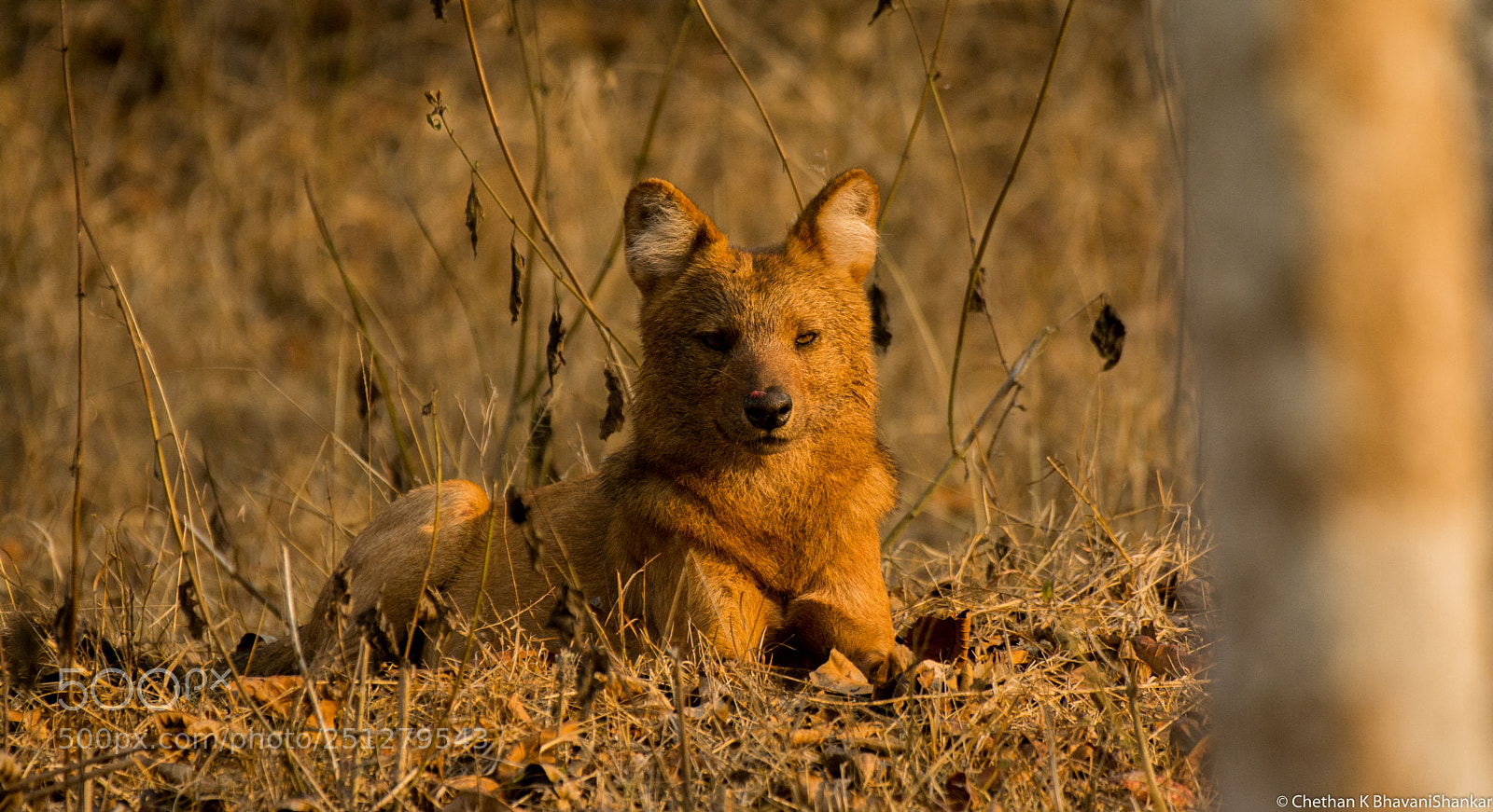 Nikon D7100 sample photo. Dhole indian wild dog photography