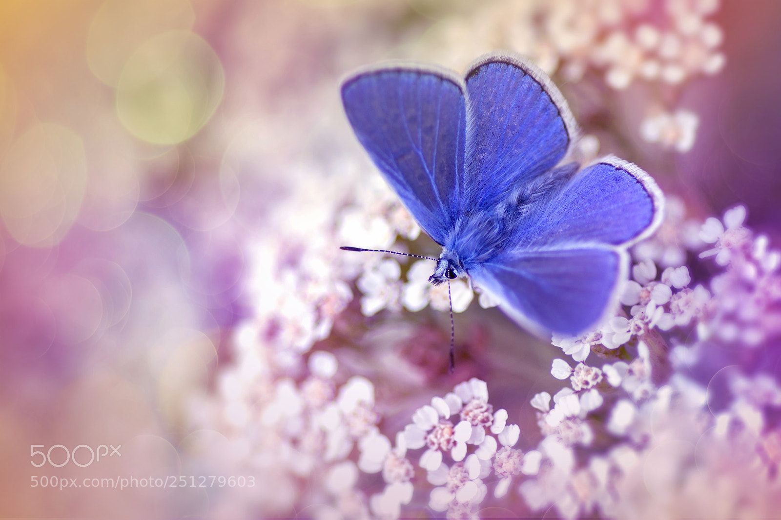 Canon EOS 50D sample photo. A butterfly photography