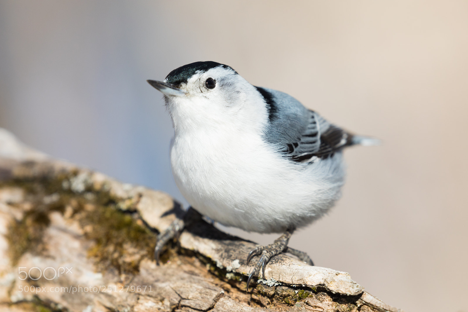 Canon EOS 5D Mark IV sample photo. Nuthatch photography