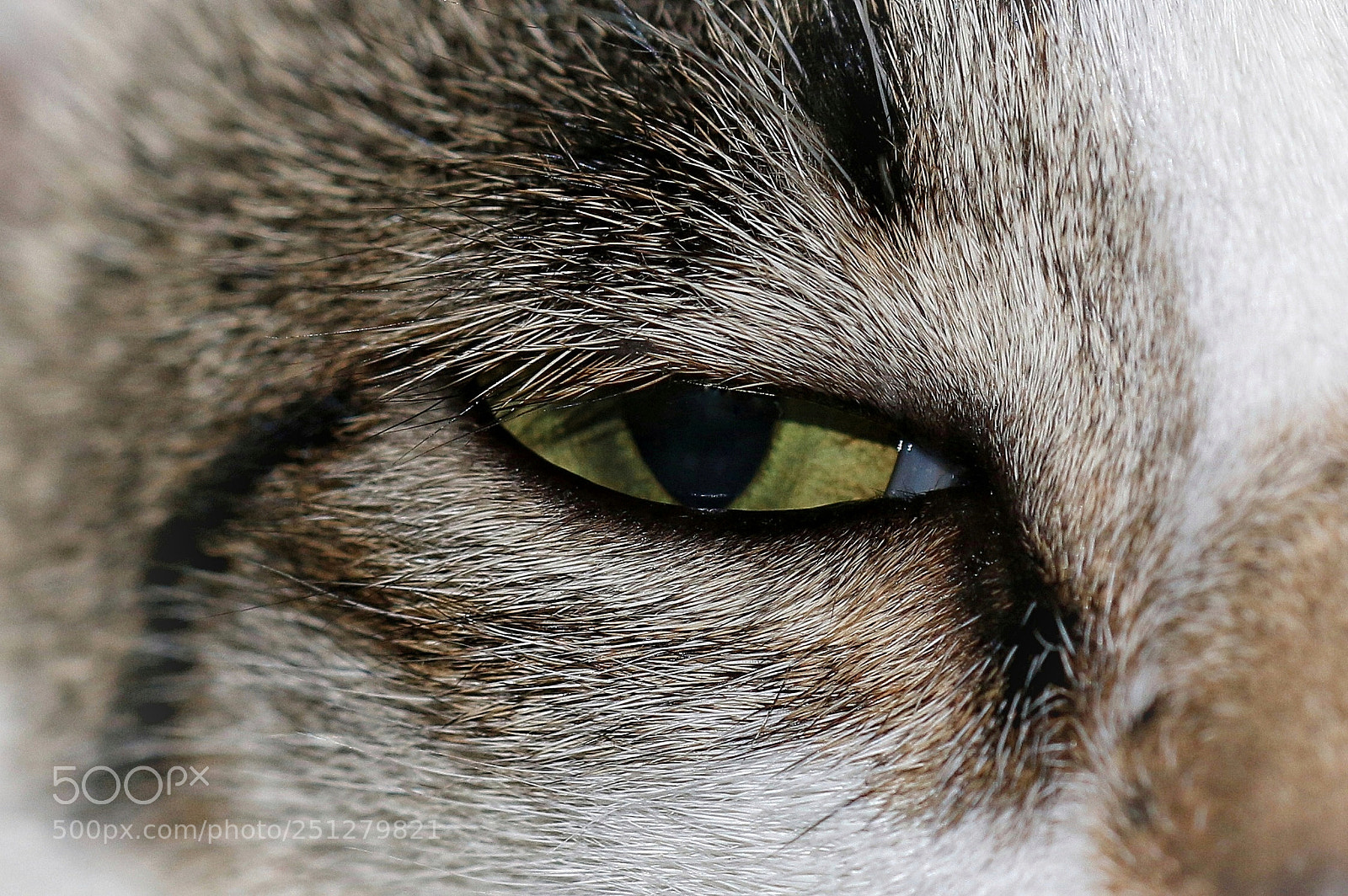 Canon EOS 70D sample photo. Tiger eye or lion photography