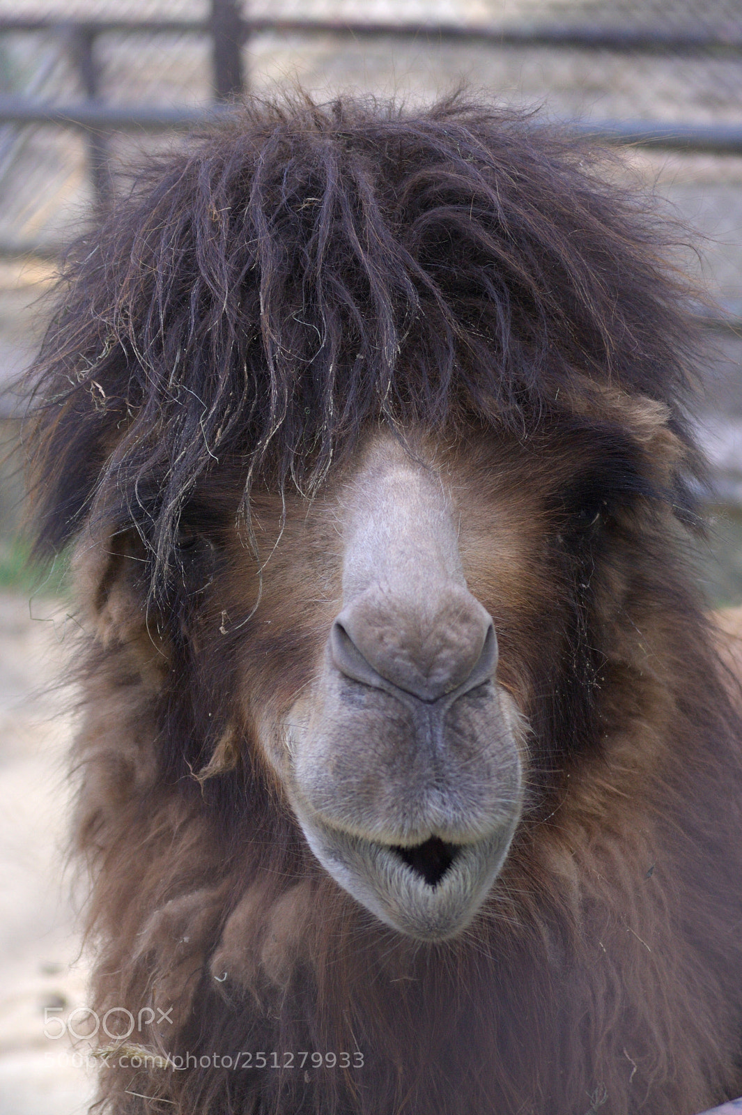 Canon EOS 350D (EOS Digital Rebel XT / EOS Kiss Digital N) sample photo. Camel photography