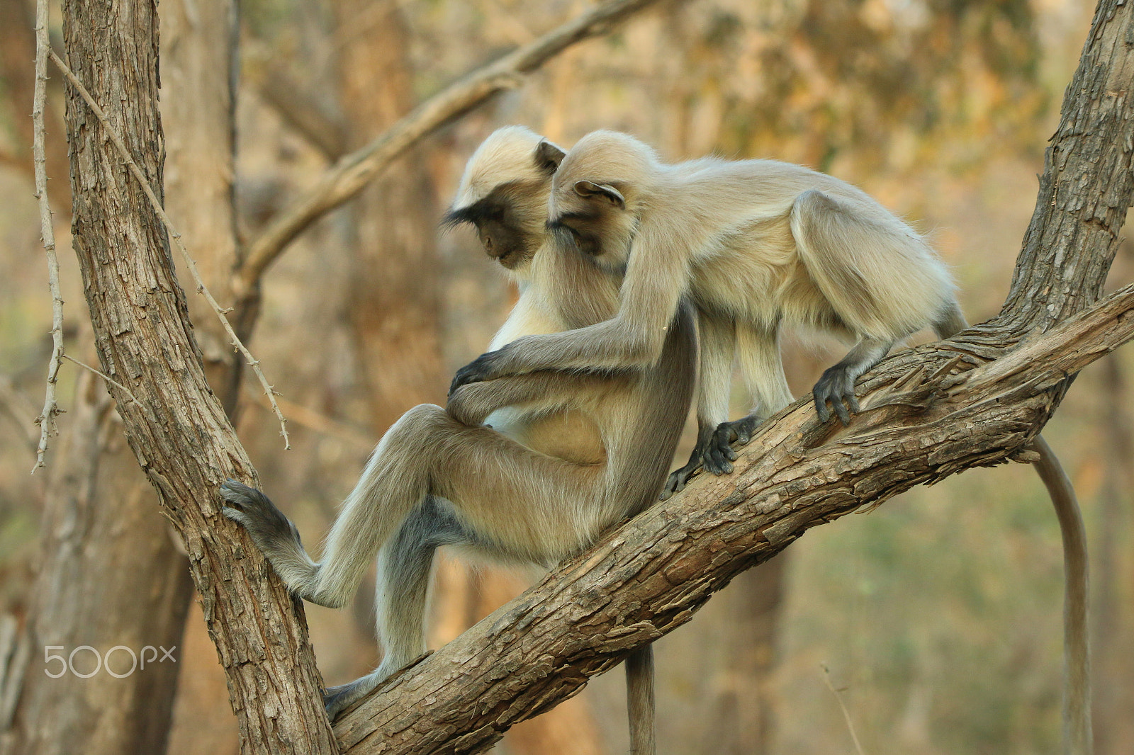 Canon EOS 70D + Canon EF 100-400mm F4.5-5.6L IS II USM sample photo. Gray langurs photography