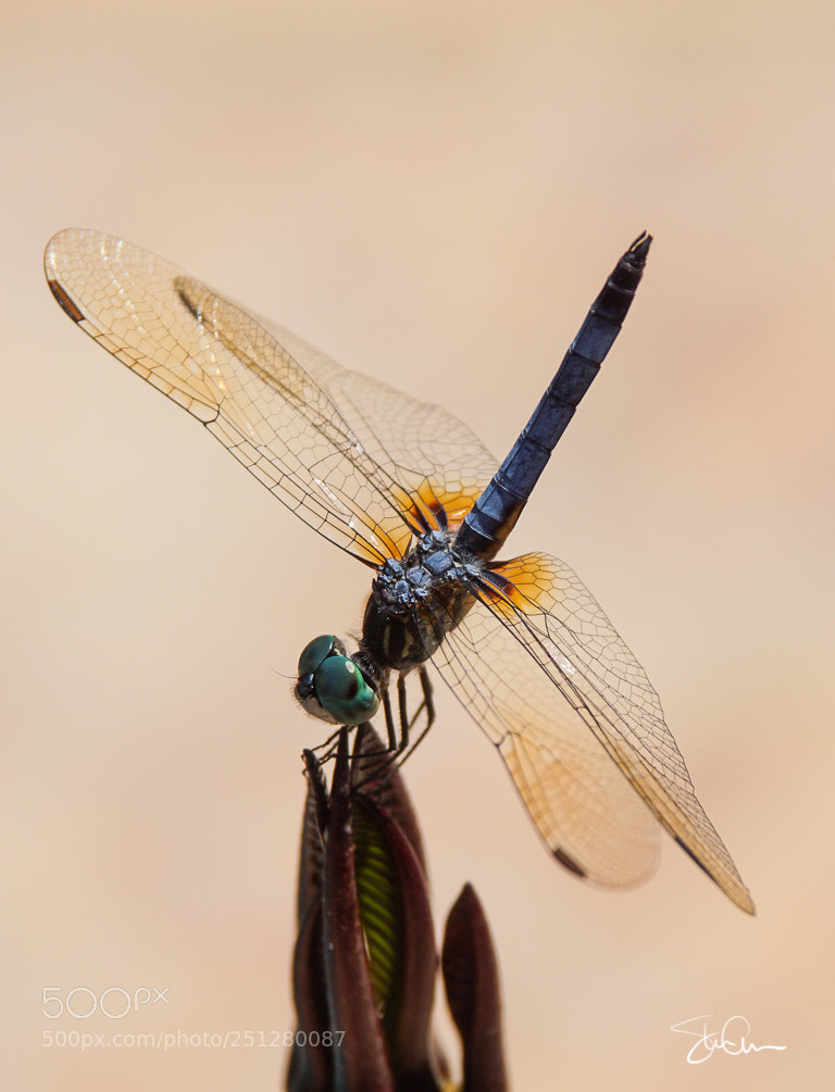 Sony ILCA-77M2 sample photo. Blue damsel photography