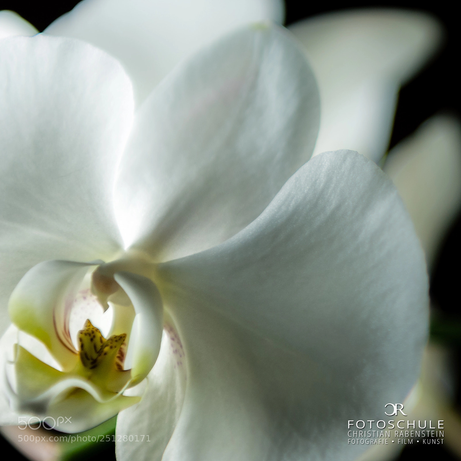Nikon D2X sample photo. Orchid photography