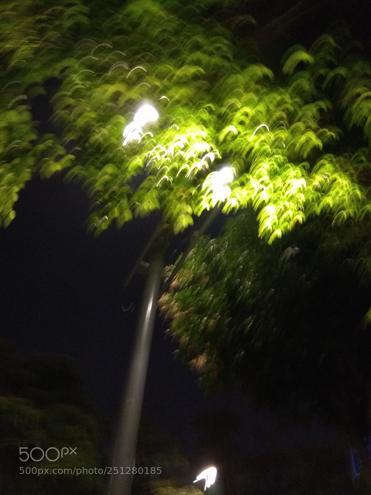 Xiaomi Redmi Note 4X sample photo. 发光的树 photography