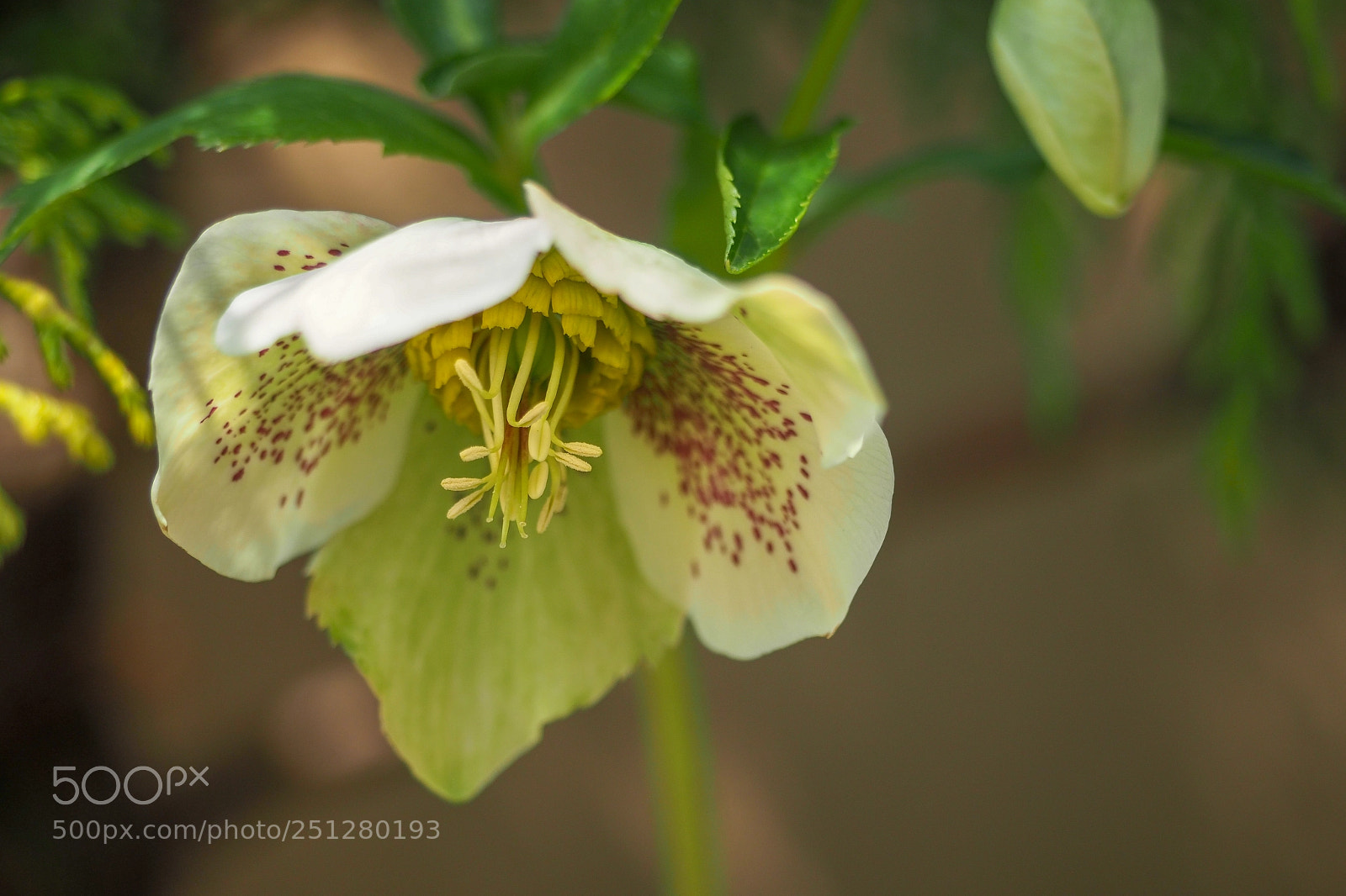 Olympus OM-D E-M1 Mark II sample photo. Christmas rose photography