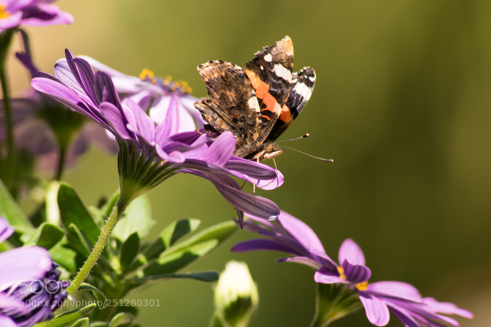 Nikon D3300 sample photo. Butterfly photography