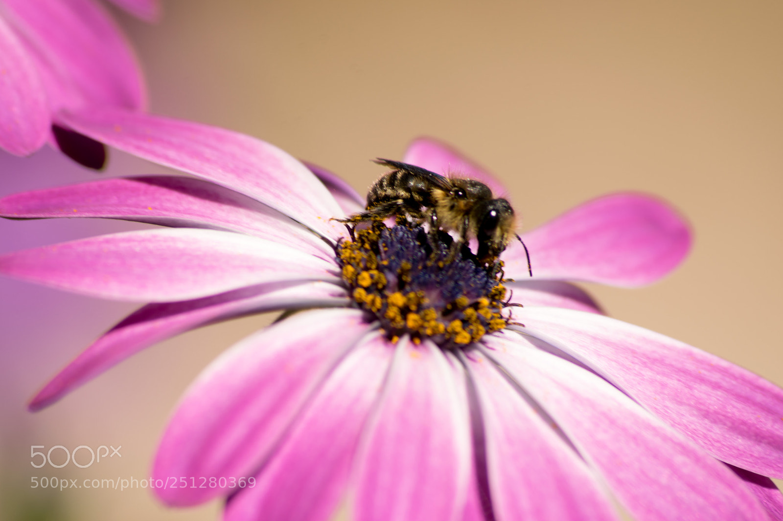 Nikon D3300 sample photo. Bee photography