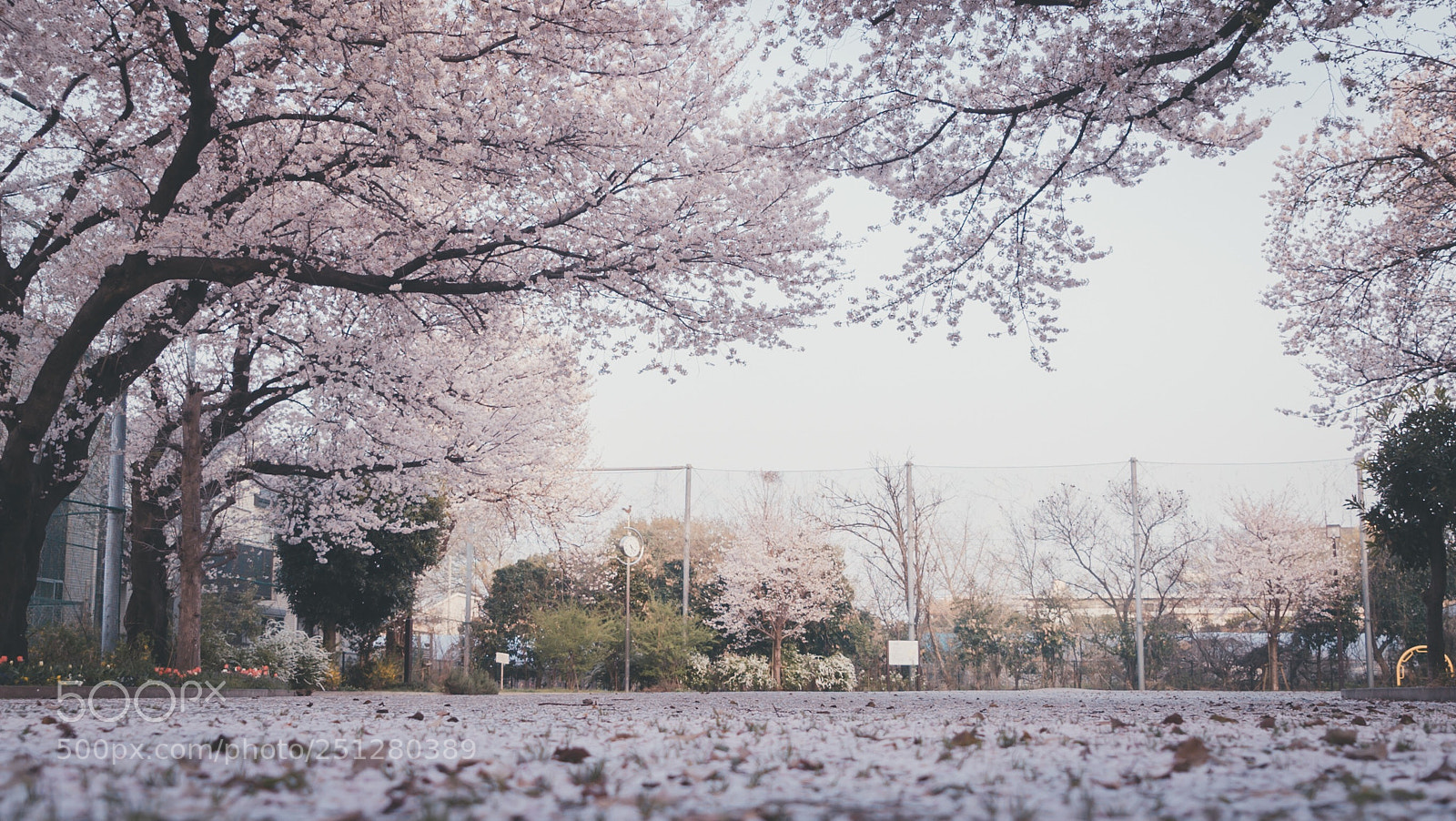 Sony a7S sample photo. Sakura park photography