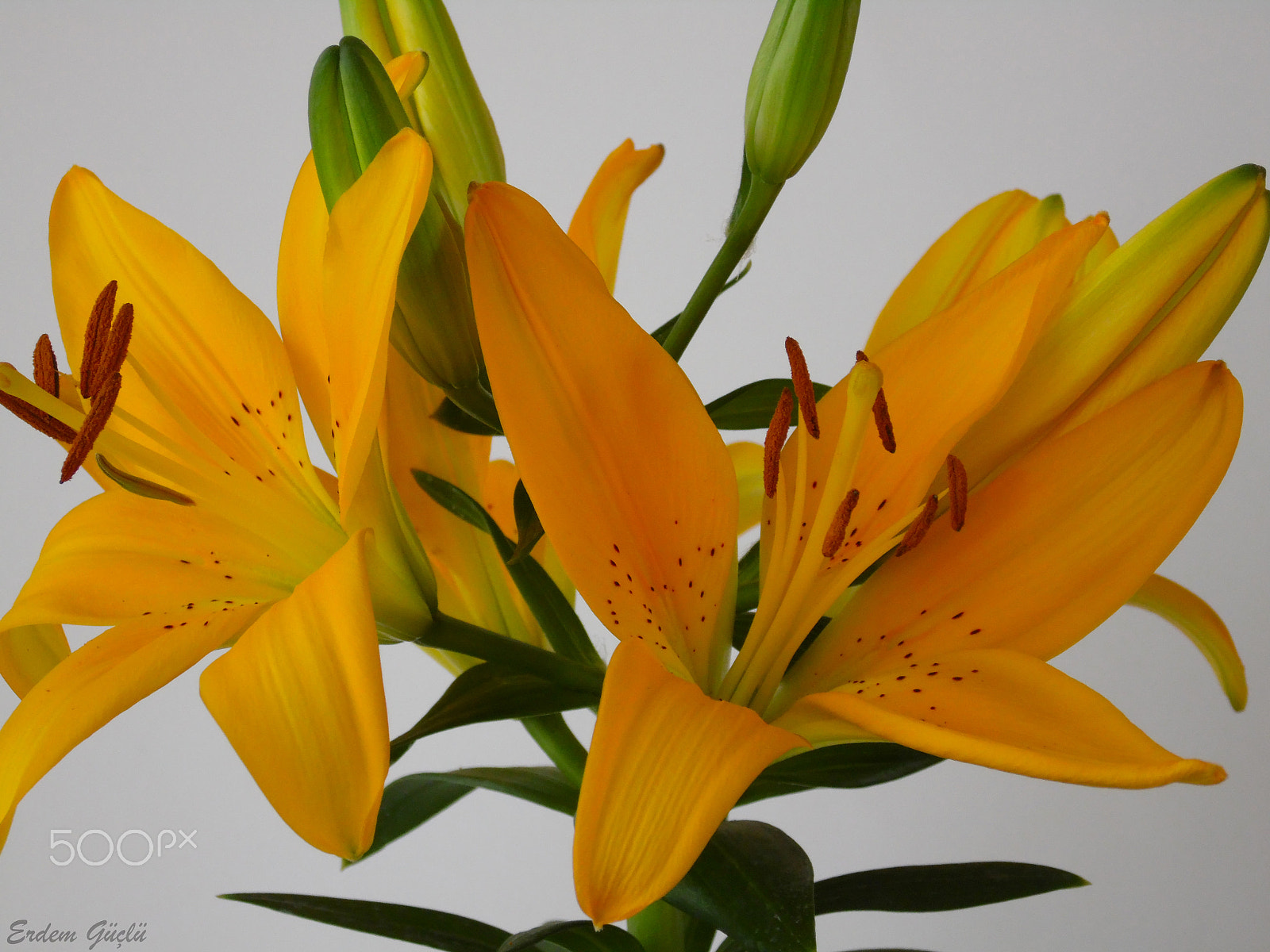Samsung WB110/  WB111 sample photo. Zambak photography