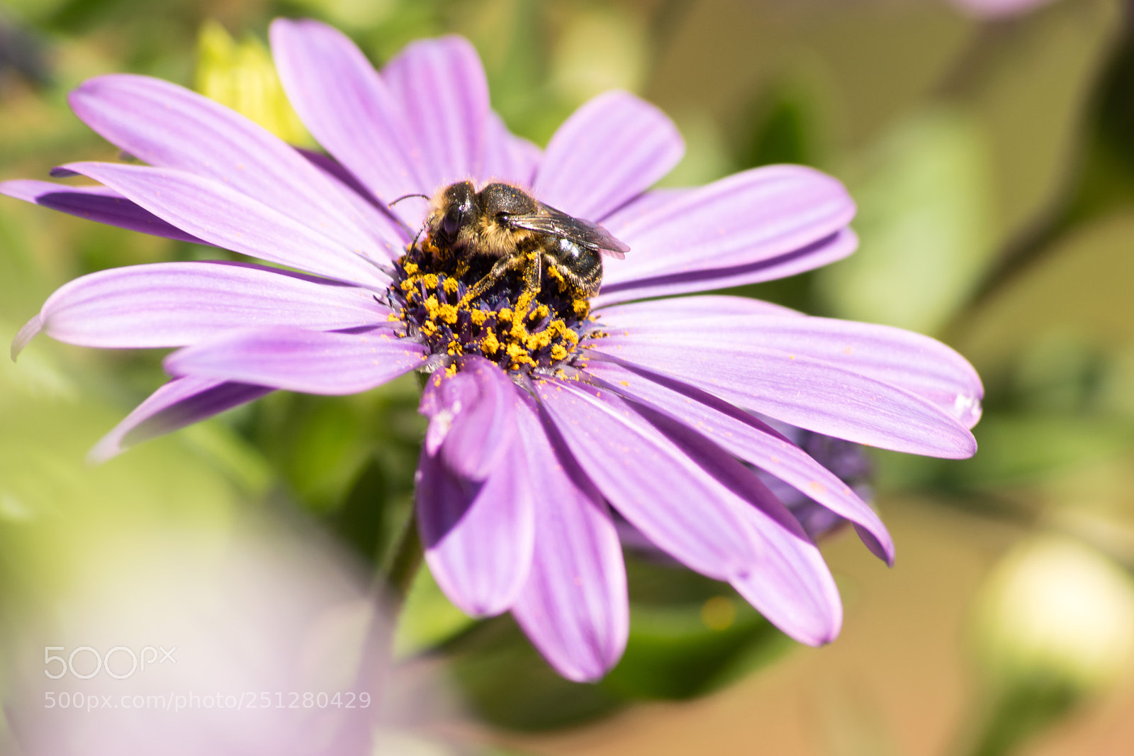 Nikon D3300 sample photo. Bee photography