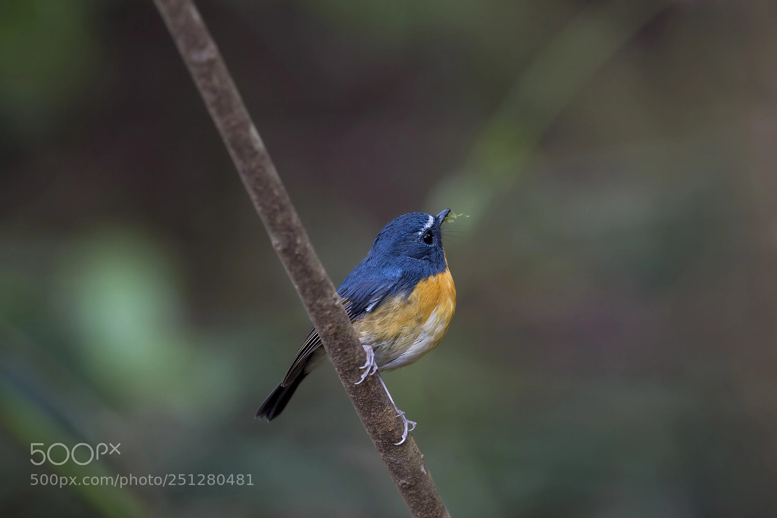 Nikon D4 sample photo. Snowy-browed flycatcher (m) photography