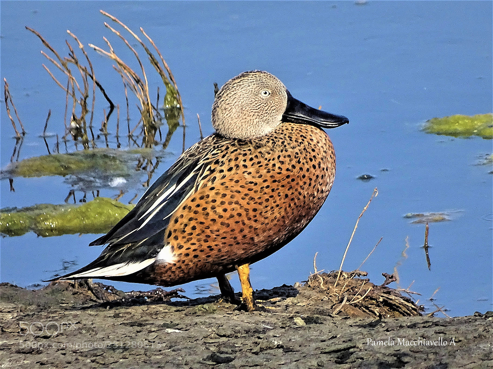 Sony Cyber-shot DSC-HX400V sample photo. Duck photography