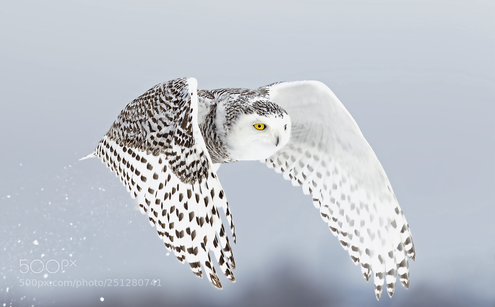 Canon EOS 7D Mark II sample photo. Snowy owl liftoff photography