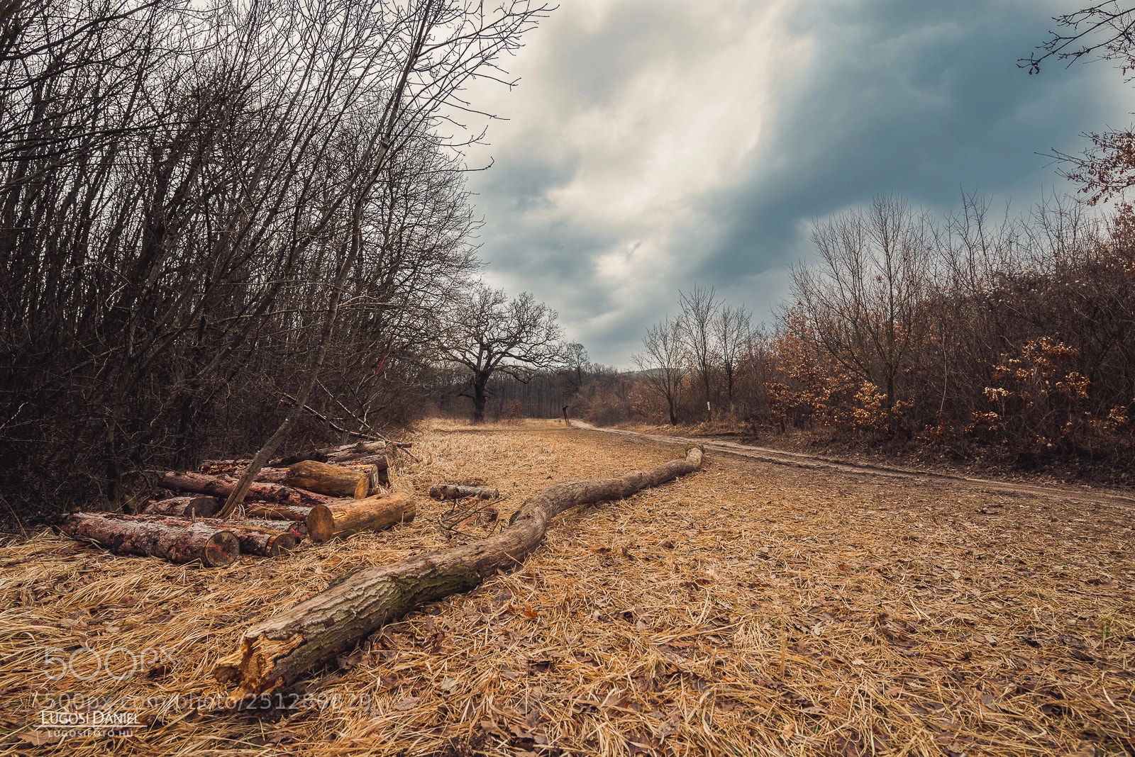 Nikon D610 sample photo. Fallen photography