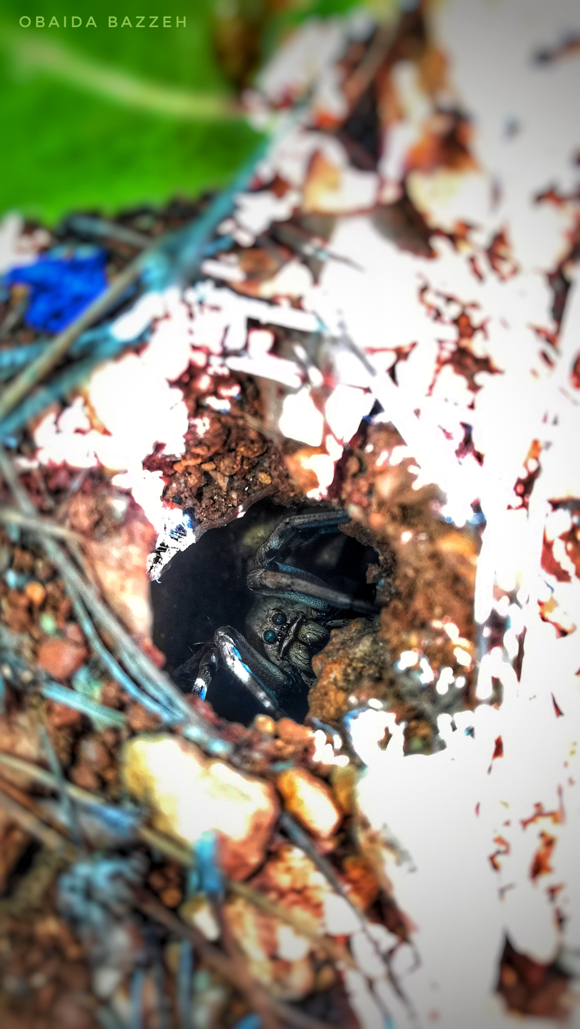 HUAWEI GR5 2017 sample photo. Hell i am spider photography