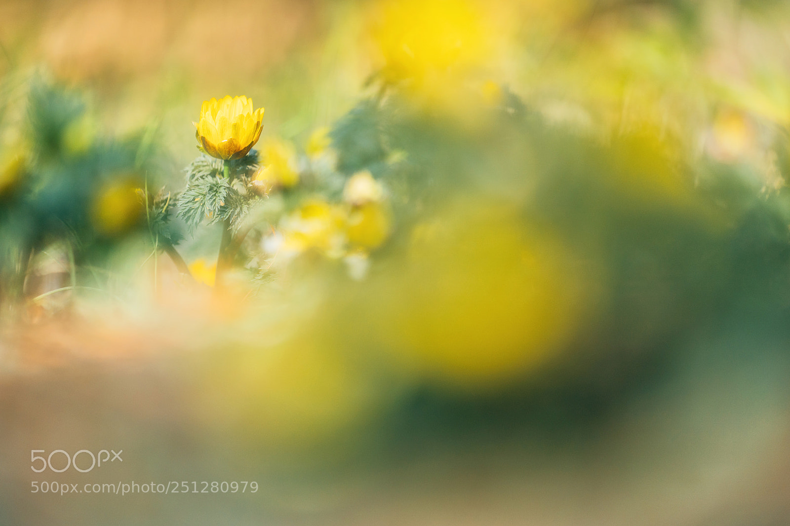 Sony a9 sample photo. In the sun photography