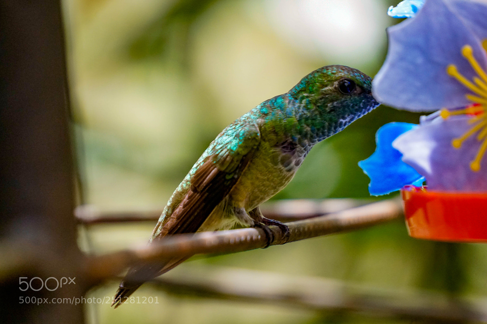 Sony a6000 sample photo. Picaflor photography