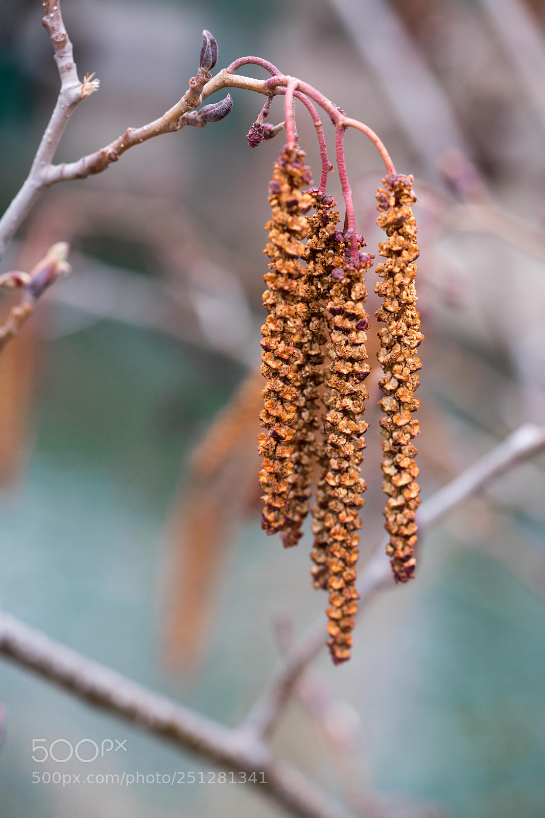 Sony a7R II sample photo. Rote samen photography