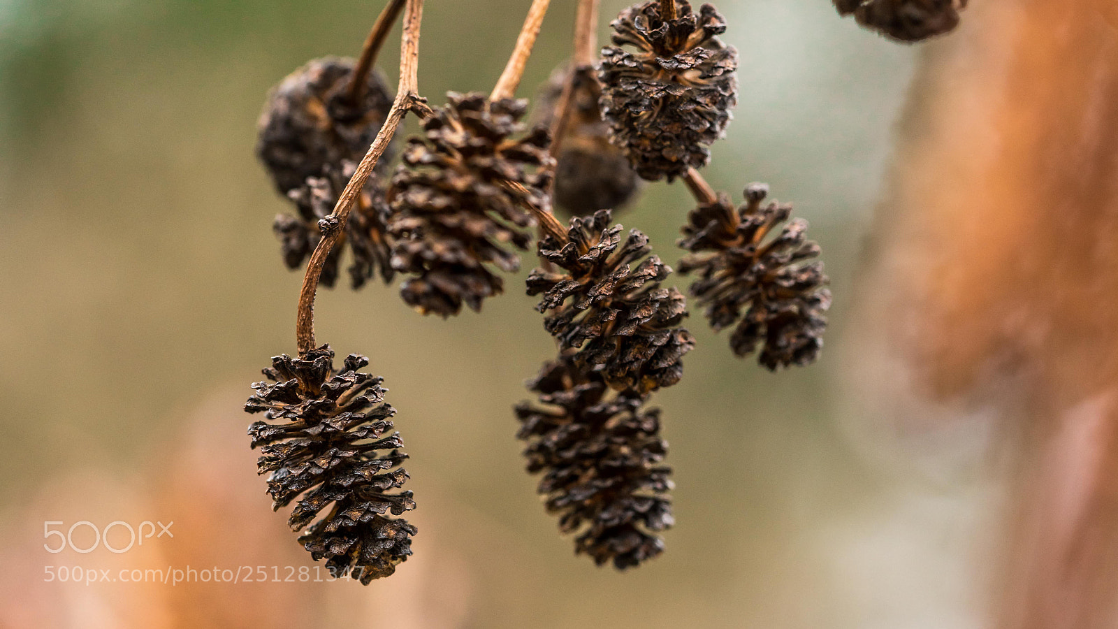 Sony a7R II sample photo. Trockener bockerlzweig photography