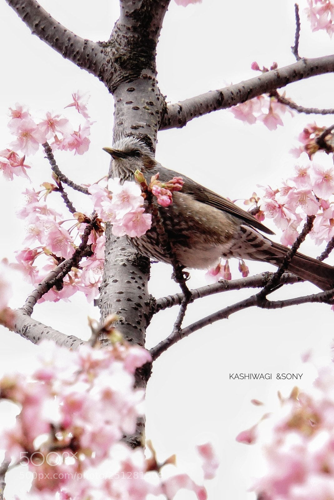 Sony a6000 sample photo. Spring has come photography