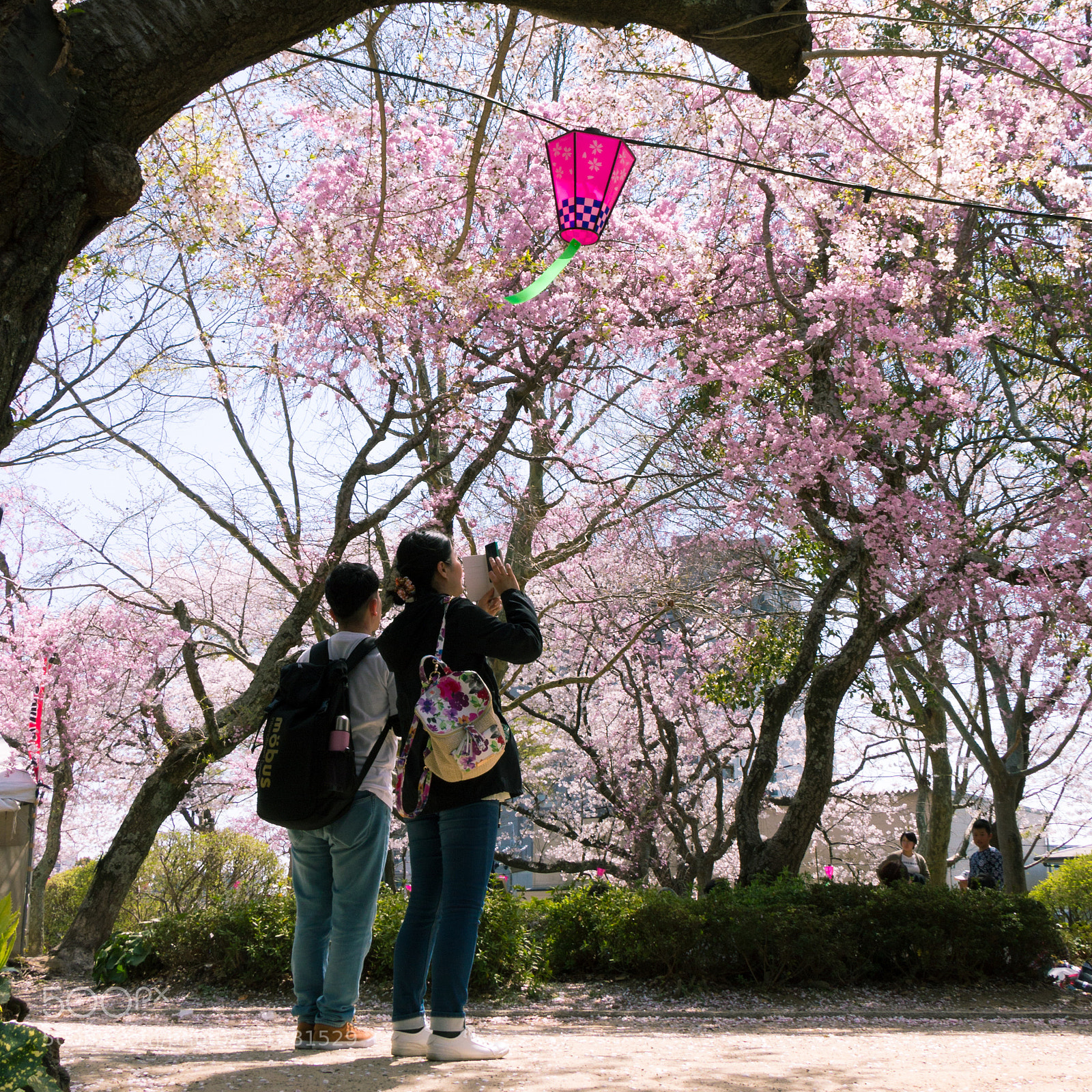 Canon EOS 700D (EOS Rebel T5i / EOS Kiss X7i) sample photo. Cherry blossoms at hamamatsu photography