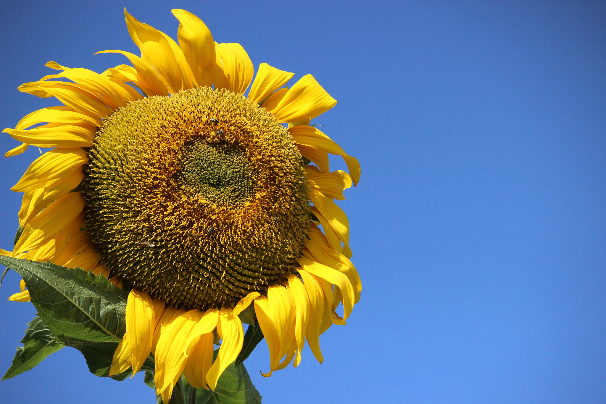 Canon EF-S 55-250mm F4-5.6 IS STM sample photo. Sunflower photography