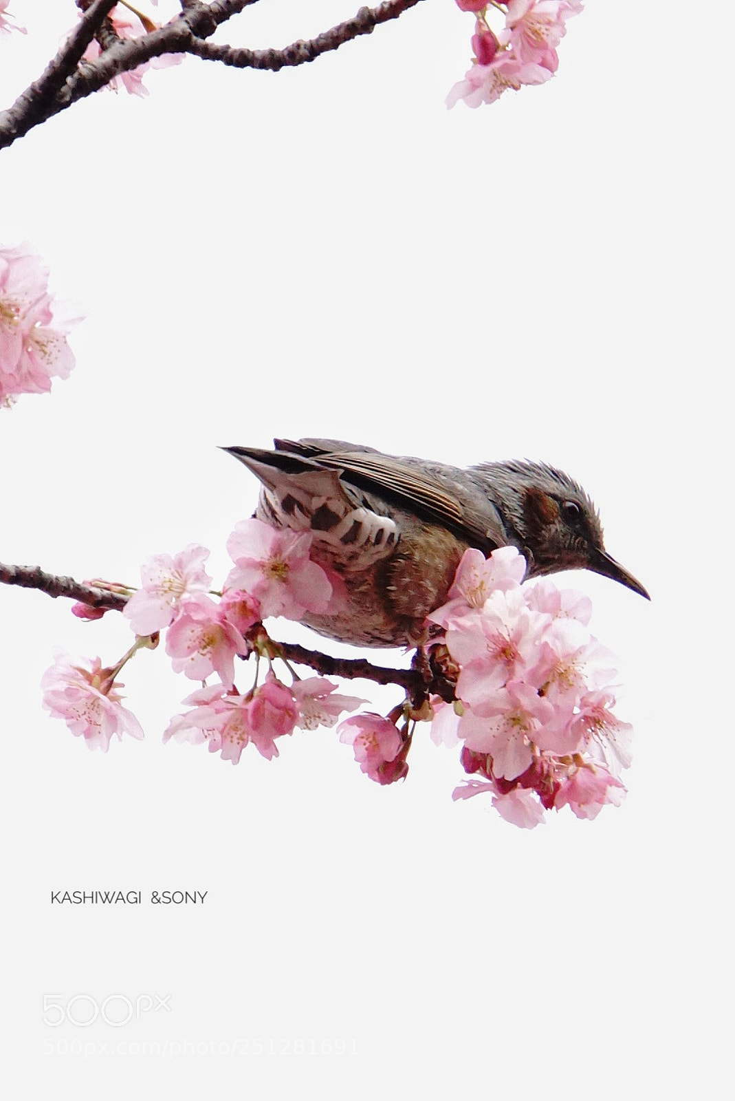 Sony a6000 sample photo. Spring has come photography