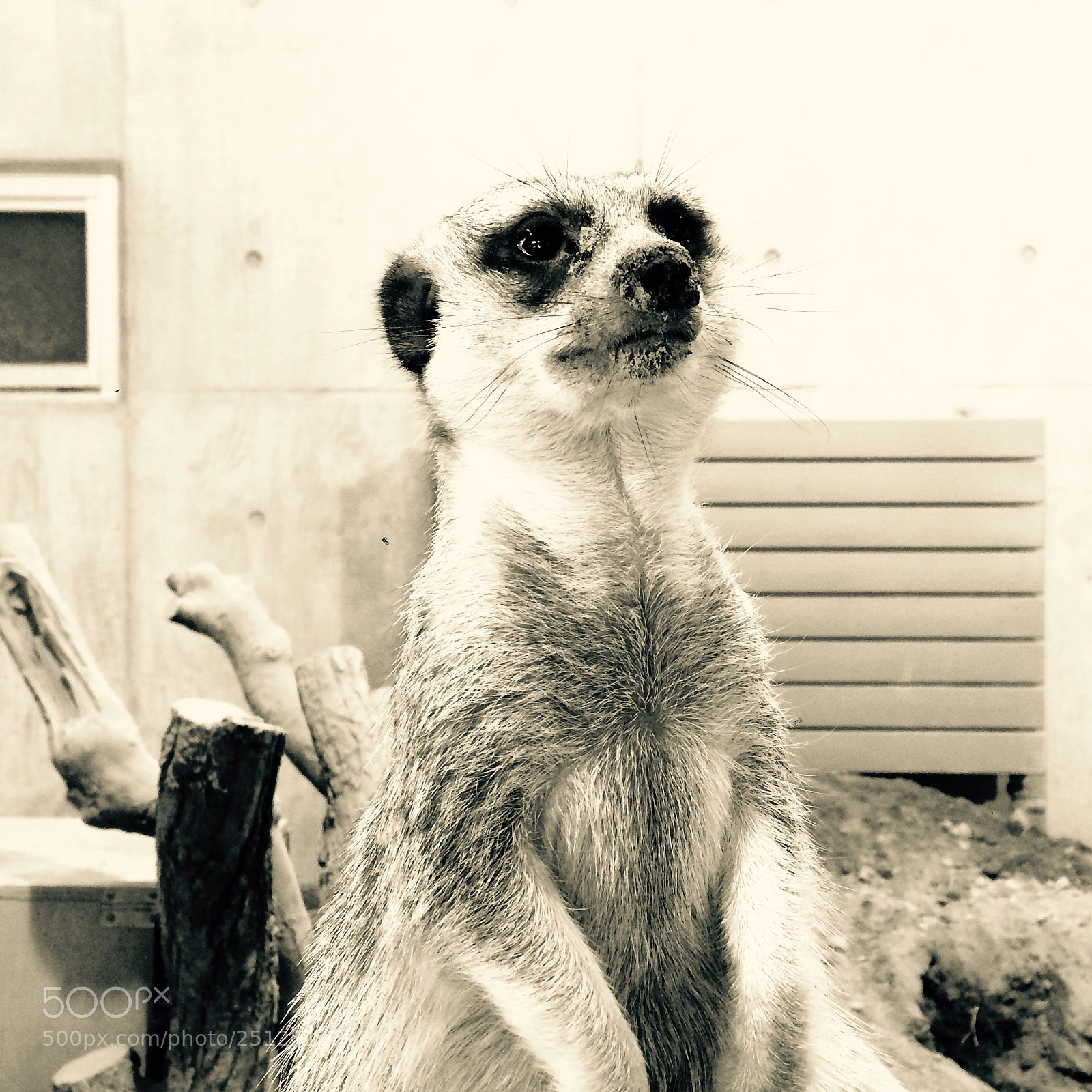 Apple iPhone 5s sample photo. Meerkat photography
