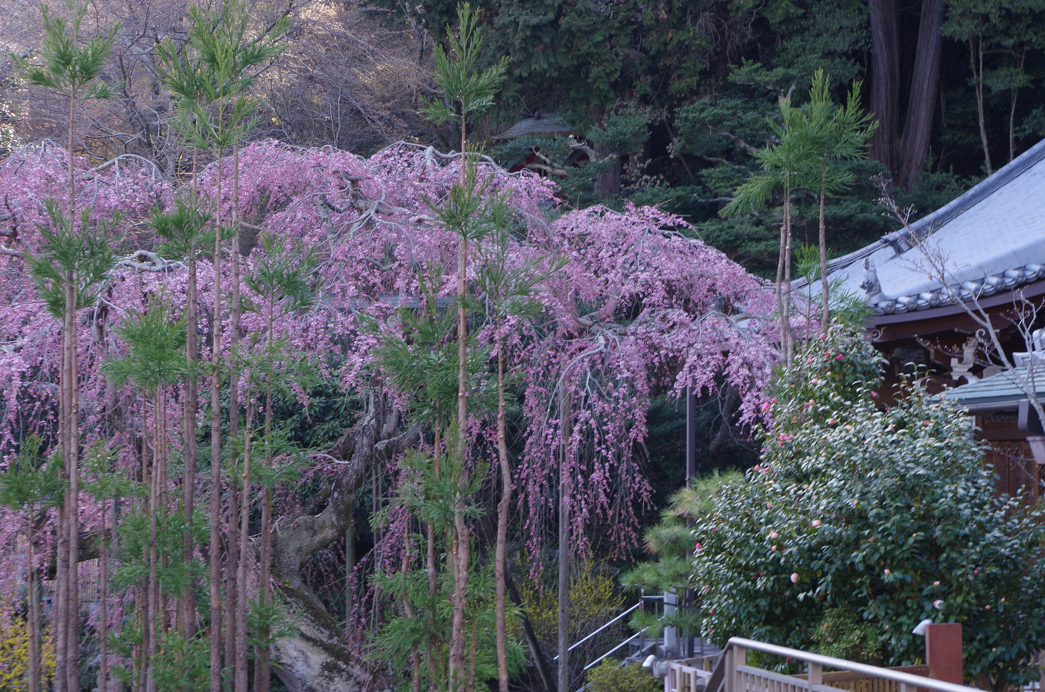 smc PENTAX-DA L 18-55mm F3.5-5.6 sample photo. Shidare-sakura act3 photography